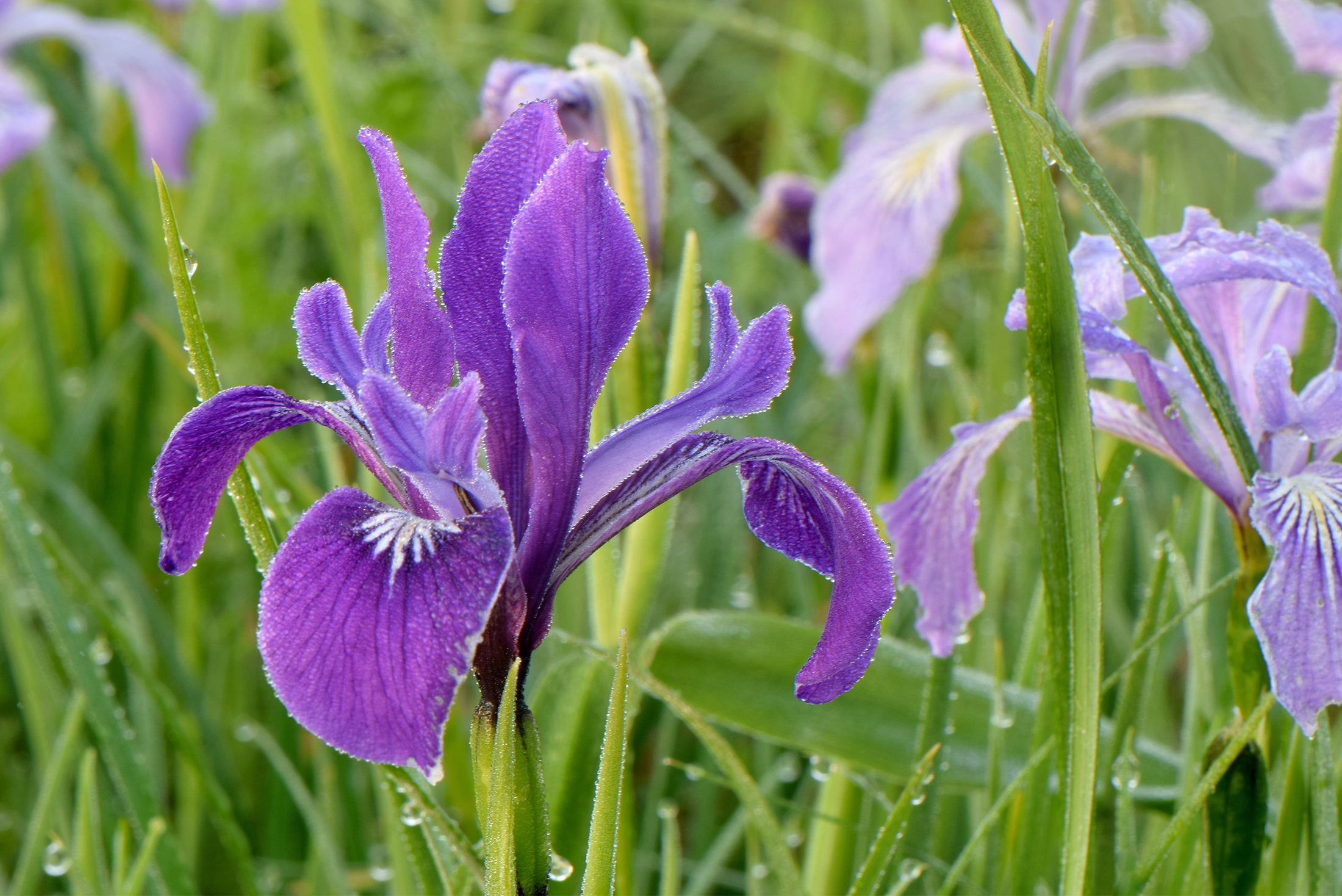 Oregon purple wild iris